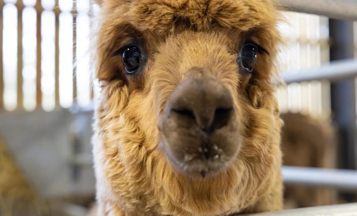 Alpacas